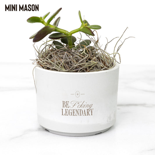 Legacy Agents Desk Plant