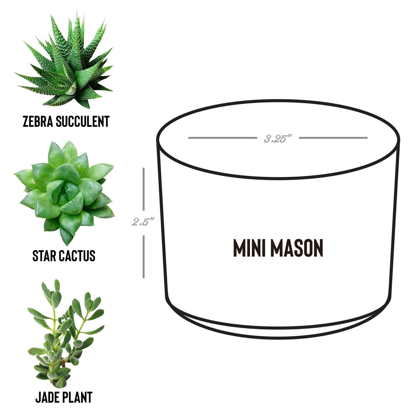 Legacy Agents Desk Plant