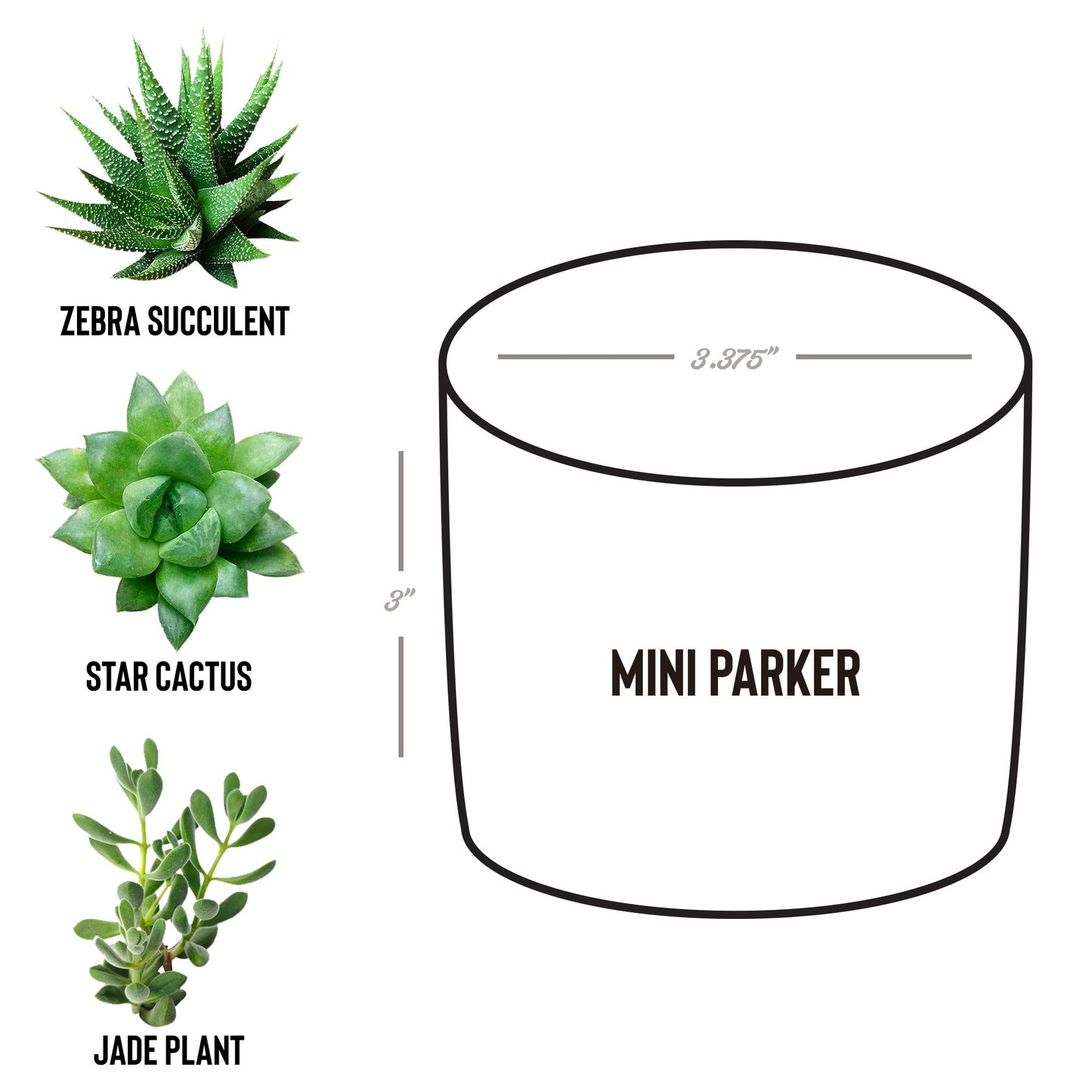 Legacy Agents Desk Plant
