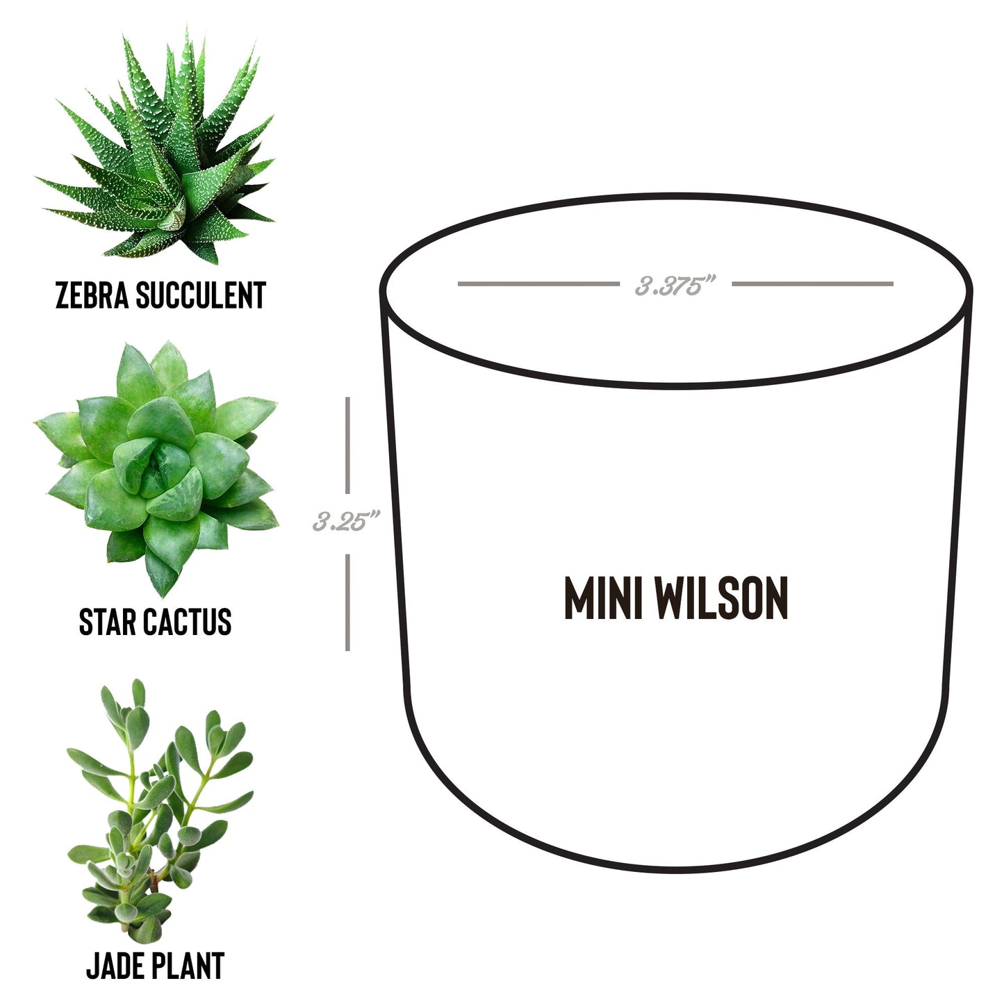 Legacy Agents Desk Plant